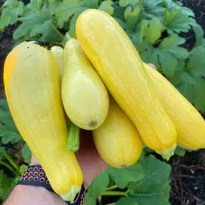 Grandprize Squash Seed
