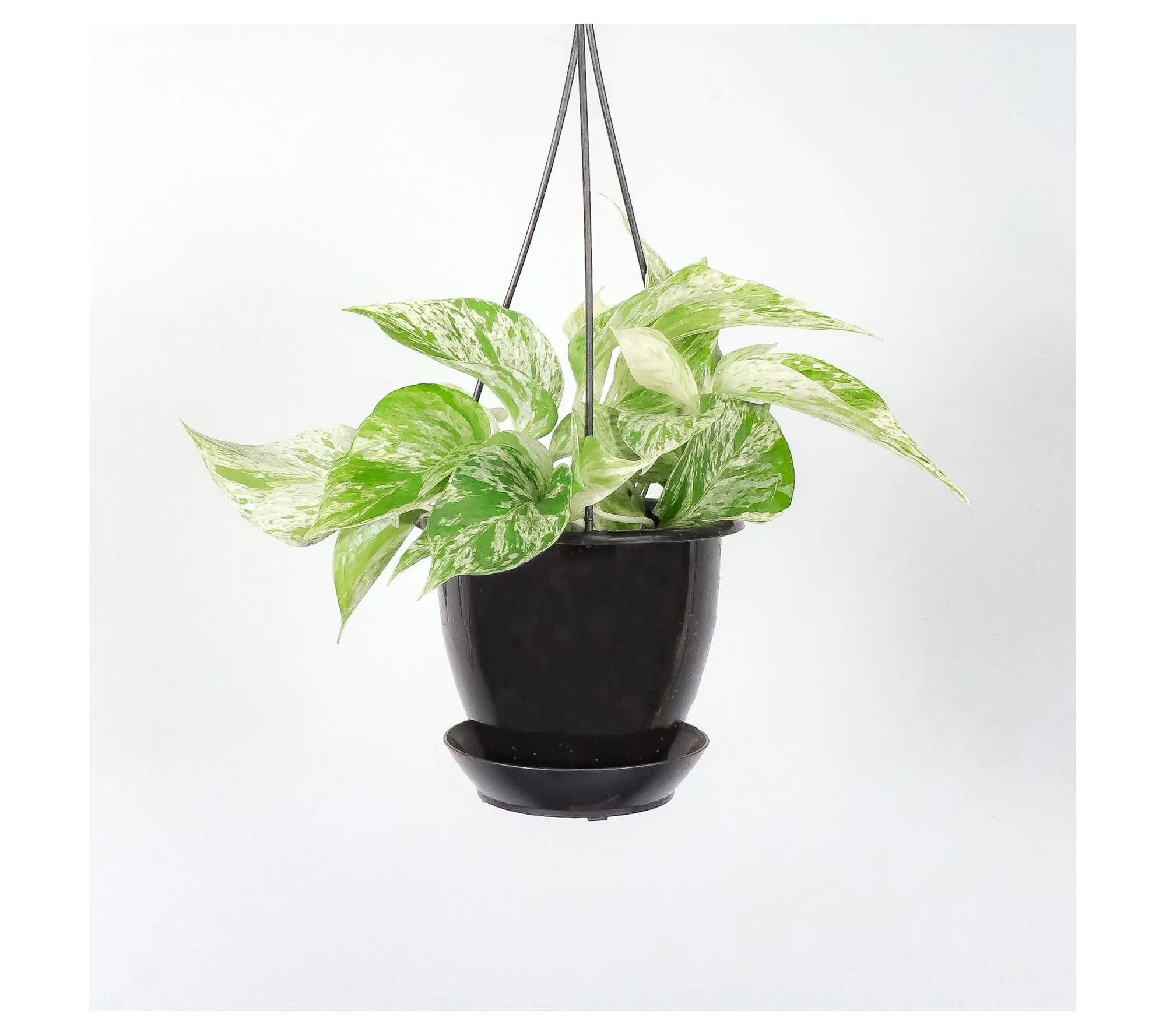 Thorsen's Greenhouse 4" Marble Queen Pothos in Hanging Pot Thorsen's Greenhouse 4" Marble Queen Pothos in Hanging Pot