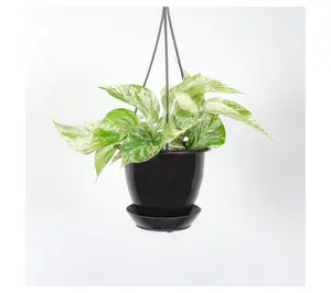 Thorsen's Greenhouse 4" Marble Queen Pothos in Hanging Pot