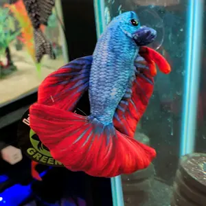 Blue Red Betta Plush