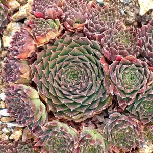 Pacific Red Tide Succulent - Hen and Chicks Plant Live Sempervivum Plant - 4 inch pot