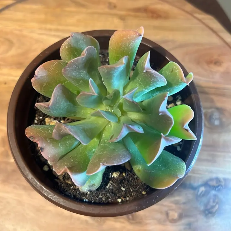 Echeveria Live Succulent Plant, Indoor Garden Supply for Home Improvement
