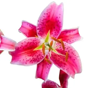 3 Stargazer Oriental Lily Bulbs to Grow In Your Garden