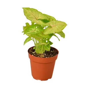 House Plant 4-SYNGONIUM-GOLD Gold Syngonium Plant in 4 in. Pot
