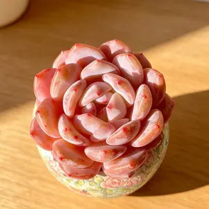 Echeveria ‘Orange Monroe’ Live Succulent Plant – Rare Colorful Succulent, Bare Root (No Pot), Easy Care, Beginner Friendly, Home & Garden Decor, Plant Lover Gift, Drought Tolerant Indoor Plant**
