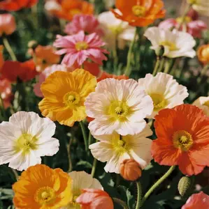 Calendula Seeds 150PCS – Golden Healing Flowers for Borders and Beds