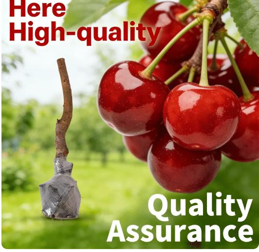 Premium Black Cherry Seedlings, Ready-to-Plant for Home Garden