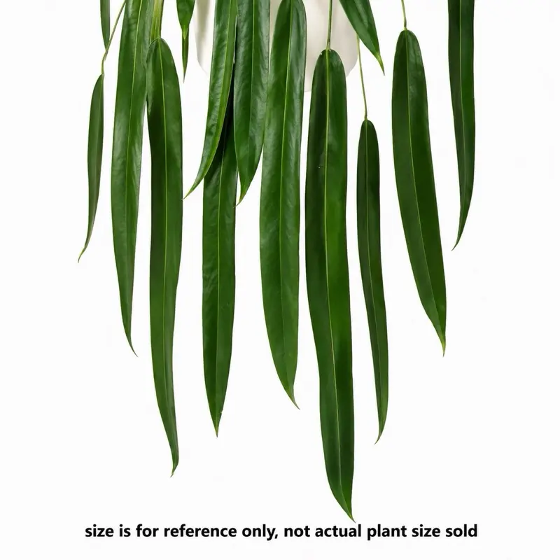 Anthurium Pallidiflorum Tissue Culture Plant – Grower’s Choice