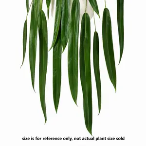 Anthurium Pallidiflorum Tissue Culture Plant – Grower’s Choice