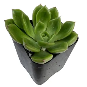 Succulent Plant 2" Plant Packs, "Omakase" Variety