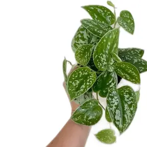 Scindapsus Pictus Argyraeus Live Plant Silver Satin Pothos Trailing Houseplant Easy Indoor Plant Rooted Plant Rare Tropical Plant Air Purifying Vine Beginner Friendly Hanging Plant Silver Splash Vine Wyrd Plant Co Pennsylvania Nursery