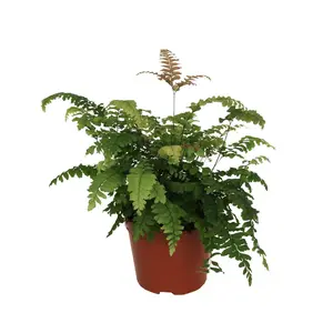 Bronze Venus Fern - Live Plant in a 6 Inch Grower's Pot - Adiantum Hispidulum - Exotic Textured Foliage for Your Home Office Or Garden Space