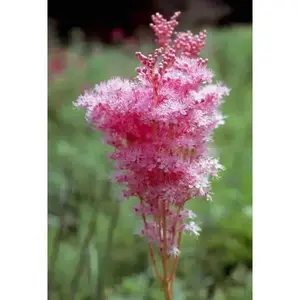 Queen of the Prairie,Flowers  Seeds US Native Wildflower