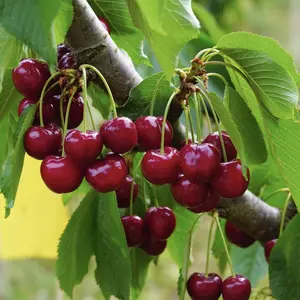 3-year-old black cherry seedlings/bare root live seedlings, cherry fruit trees, suitable for garden/balcony potted planting, the result of the year, the first choice for green plant lovers