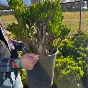 Jade Gollum large ships bare root