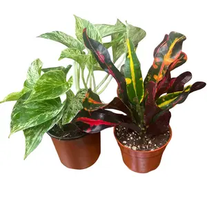 (2 Pack) 4" Variety Bundle - Beautiful, Healthy, & Hand-Picked
