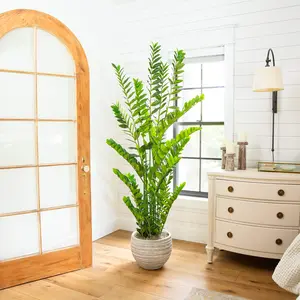 6' Artificial Zamioculcas Plant
