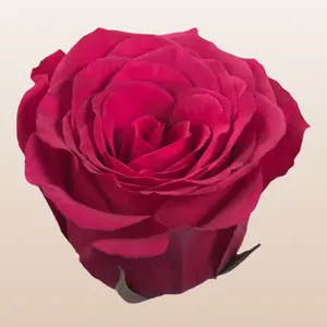 Queenberry Roses Fresh Imported From Ecuador