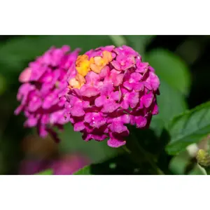 Lantana Rose Improved -4" Pot, SPRING PREORDER