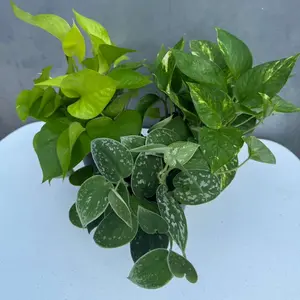 Set of 3 Pothos Plants in 4" Grow Pots – Includes Silver, Golden, and Neon Pothos – Live Easy Care Indoor Houseplants – Air Purifying Low-Maintenance Tropical Plants