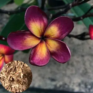 Green River 10 Lavender Yellow Plumeria Seeds- Flower Seed Pack, Premium Perennial Tropical Seeds, Fragrant Blooms for Garden and Patio, Ideal for Warm Zones and Container Growing