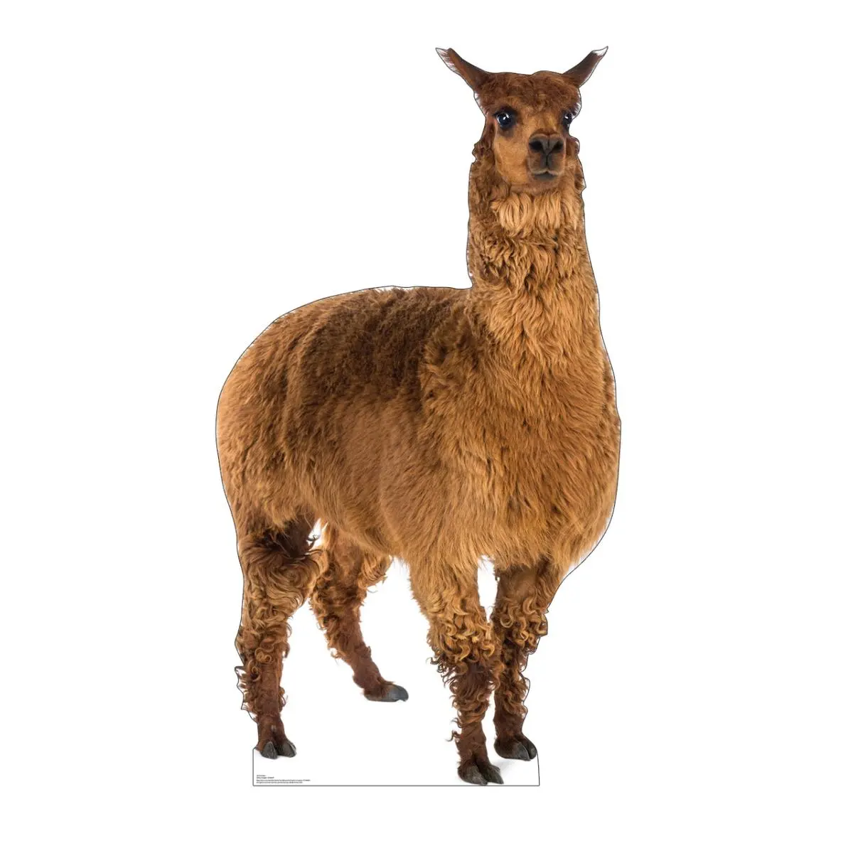 Advanced Graphics 3010 Llama Cardboard Cutout, 72" x 40" Decorative Party Home Decor with High-Quality Printing, Easy Install Photo Prop