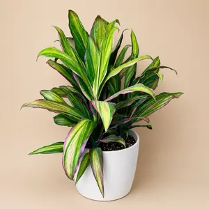 XL Cordyline Harlequin 8” Pot Vibrant Tropical Statement Plant with Variegated Green Cream & Pink Leaves for Indoor Home Decoration