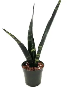 SALE-Black Coral Snake Plant - Sansevieria - Almost Impossible to kill - 4" Pot