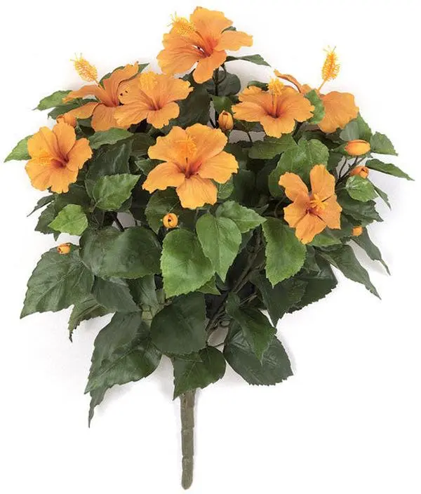 Hibiscus Bush