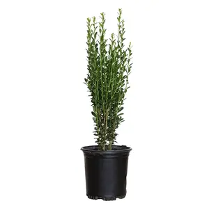Sky Pencil Holly Tree Live Plant - 6-12" Tall - Quart Pot - Fast Growing Evergreen Tree