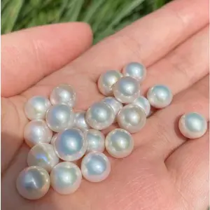 【Live】Sakura Eddison Oyster(buy 1 get 1 free)