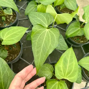 Anthurium delta force - 4” pot