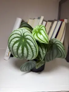RZ-26   Watermelon Peperomia Live Houseplant | 4” Pot | Compact Tropical Foliage Plant for Indoor Desk & Shelf Decor