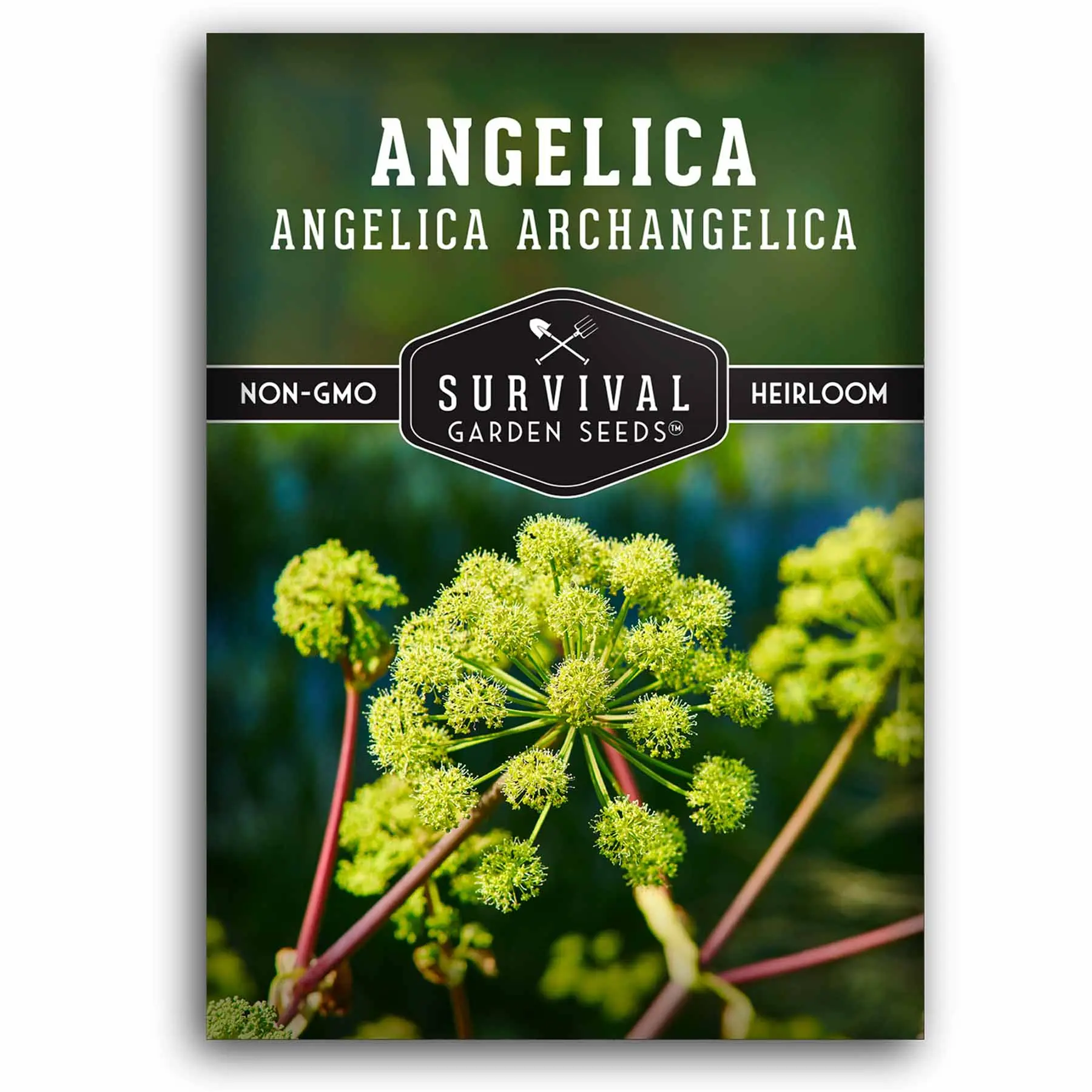 Angelica Seeds - Fragrant Medicinal Herb