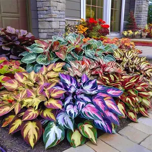 330+ Mixed Color Hosta Seeds for Planting - Shade-Tolerant Perennials, Dual Use for Ground Cover & Pots, Create Cool Shaded Gardens