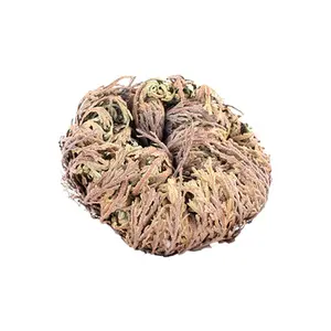 Flower of Jericho Resurrection Rose