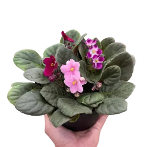 African Violet