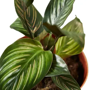 Calathea 'Beauty Star'