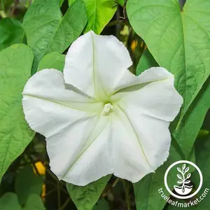 Moonflower Seeds - Tall Night Flowering