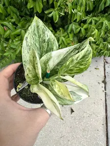 Scindapsus Treubii moonlight marble - 3” pot