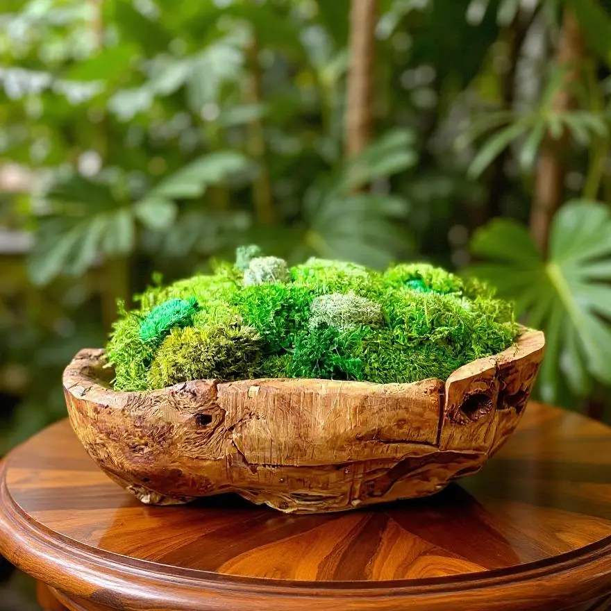 Preserved Moss Centerpiece - Natural Home Accent