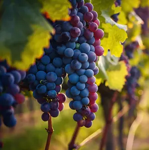 Concord Grape Vine Live Plant for Growing - One Year Old Seedling