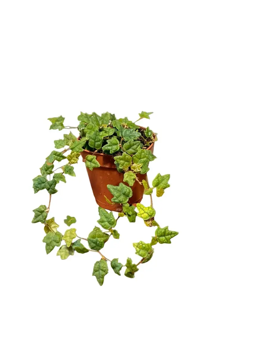 String of Frogs Live Potted Indoor Plant - Ficus pumila ‘Quercifolia’ 2" Vine - Easy Care, Bright Indirect Light Requirement, Low Maintenance Garden Supply, Potted Plants, Indoor Plants