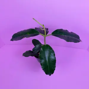 Hoya Imperialis White Alba 4” | Rare Blooming Hoya | Live Plant