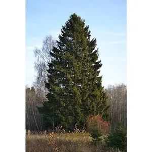 Spruce, Norway (50 per bundle)