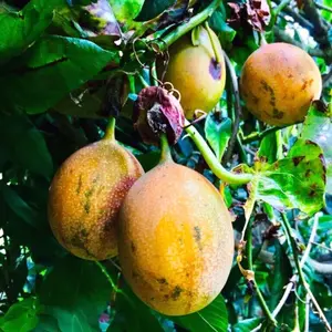 10 SEEDS Sweet Granadilla Yellow Passion Fruit Seeds (Passiflora ligularis) Climber Vine