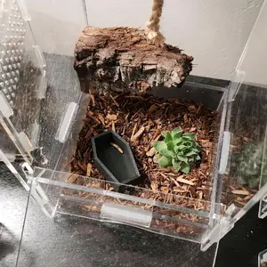 Jumping spider coffin dish