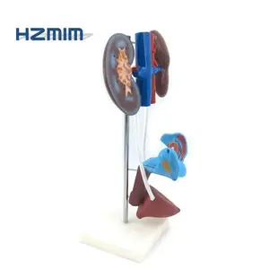 Female Reproductive Organ Anatomy Model
