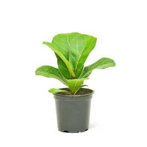 Fiddle Leaf Fig, Small Plant Decor