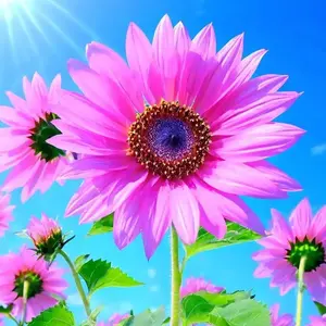 Sunflower Seeds Mixed  Varieties Seeds for Outdoor Garden, Attracts Pollinators